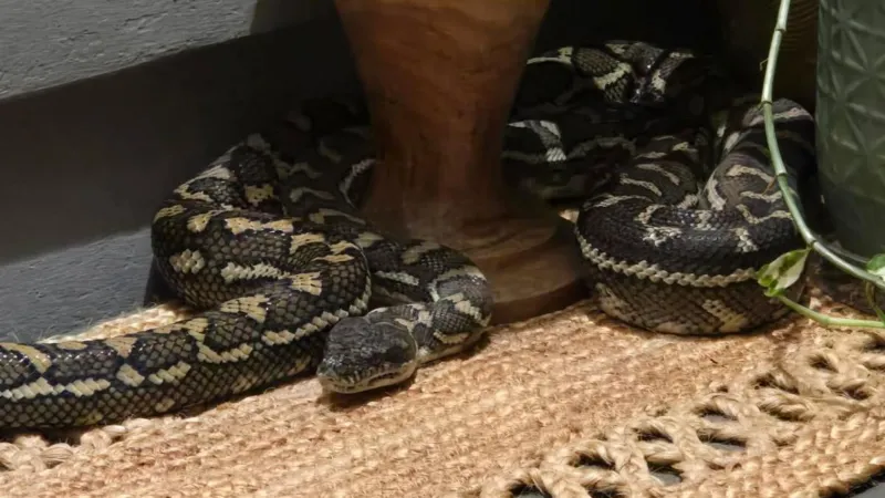 Australian woman wakes to find massive python on her chest- ब्रिस्बेन में एक महिला की नींद खुली तो उसकी छाती पर 2.5 मीटर का अजगर था।